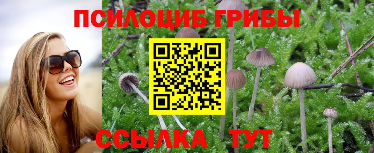 Канаш  Галлюциногенные грибы мицелий  Псилоцибиновые грибы прущие грибы  где можно купить   Вход с VPN 